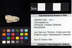 Foto (Objket + Etiketten) von Longodromites excisus (von Meyer 1857) 